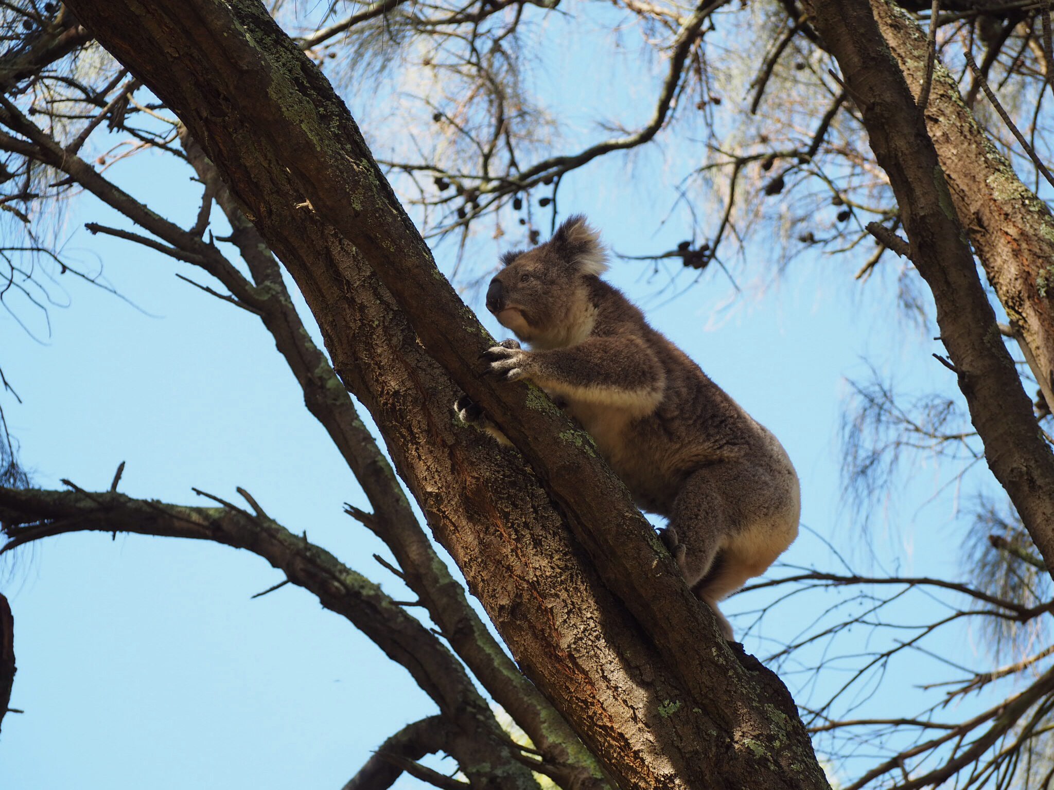 Koala