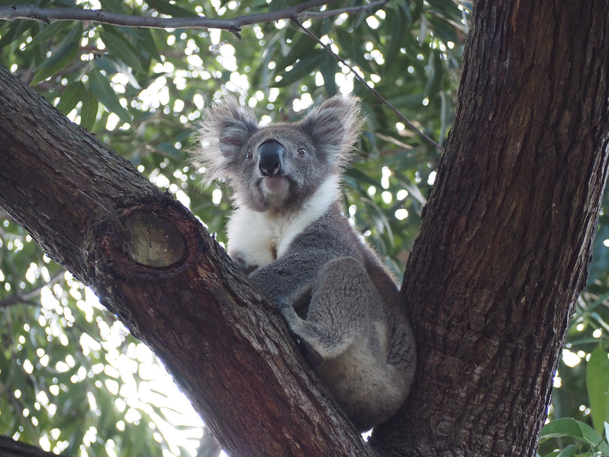 Koala 3