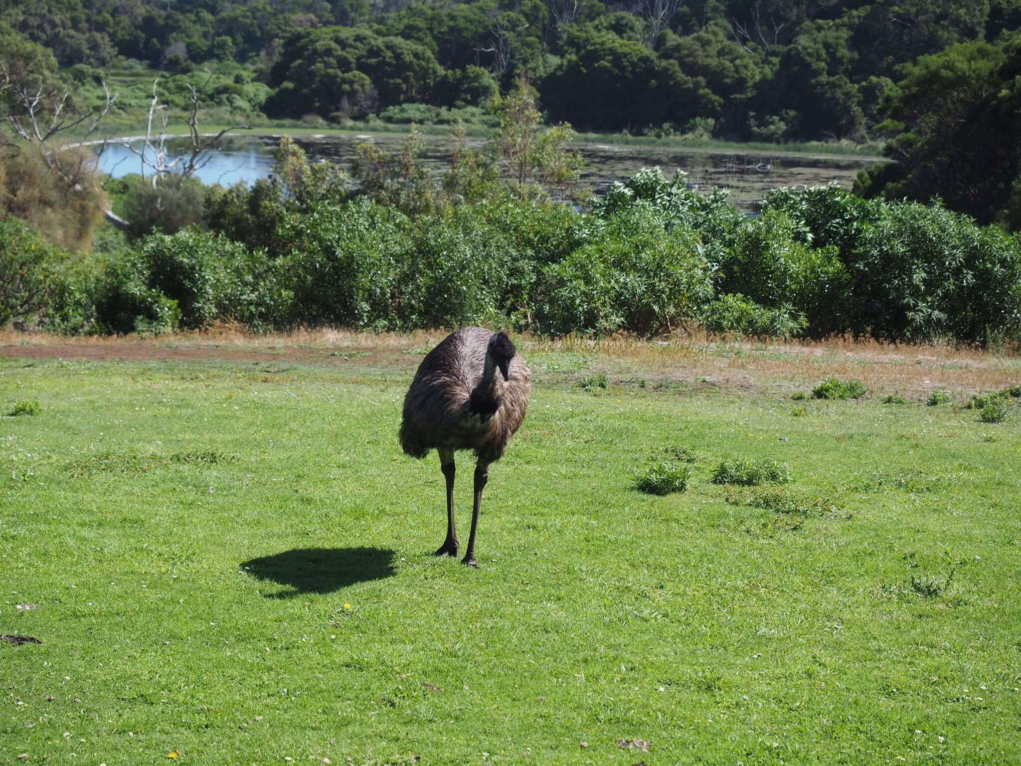 Emu