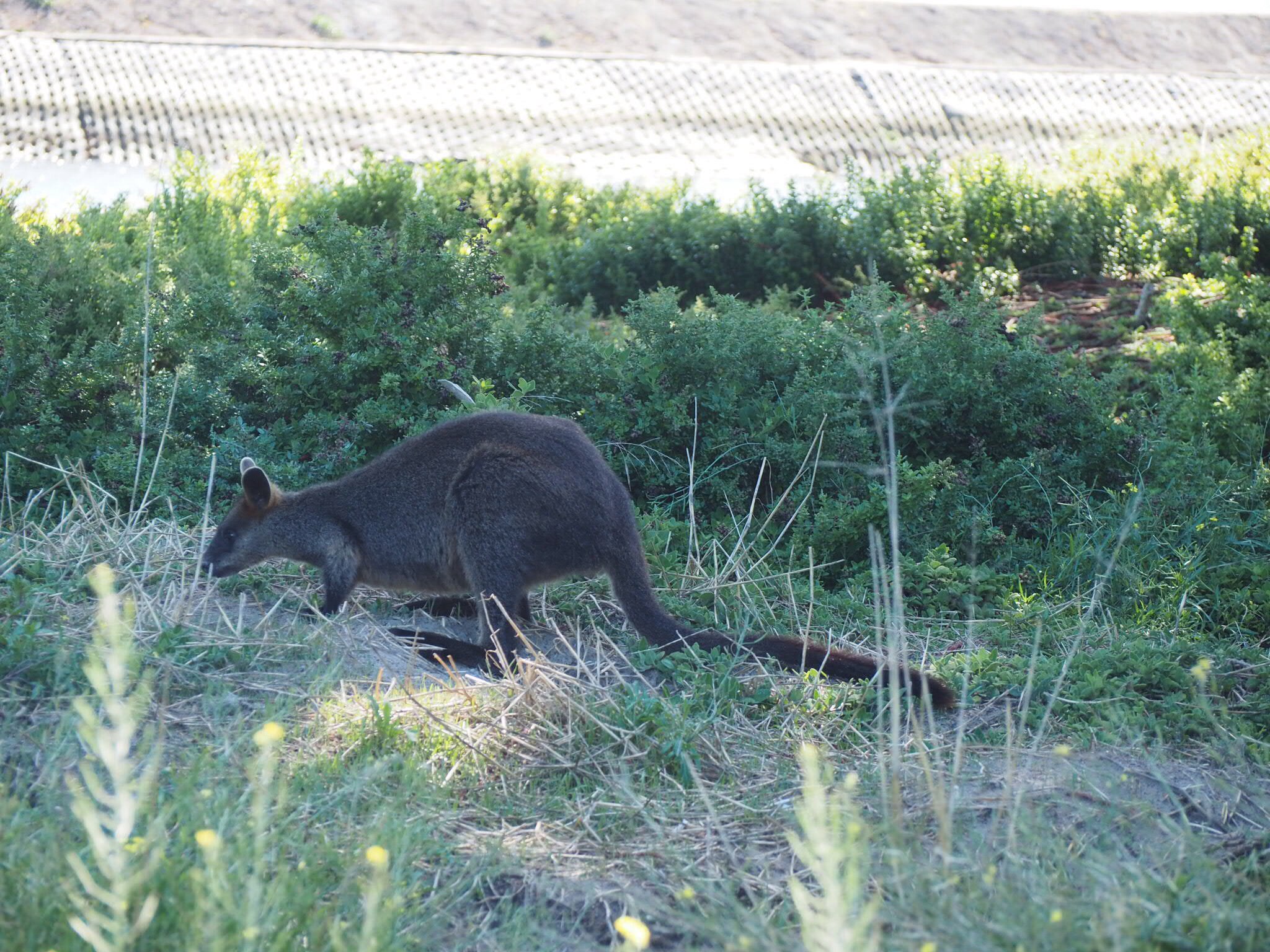 Wallaby