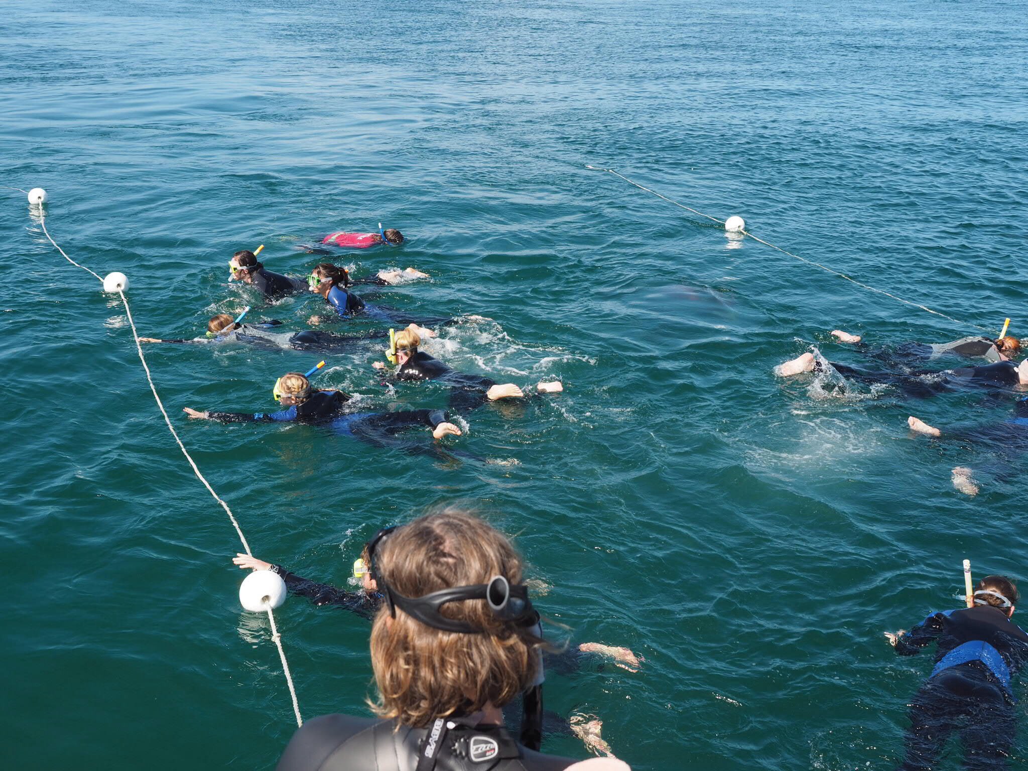 Schwimmen mit Delfinen